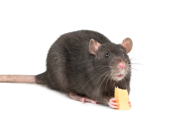 Gray Rat Bites Piece Cheese White Background — Stock Photo, Image