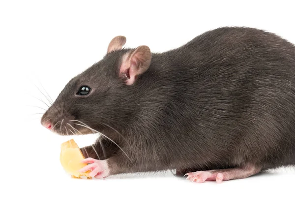 Beautiful Gray Rat Bites Piece Cheese White Background — Stock Photo, Image
