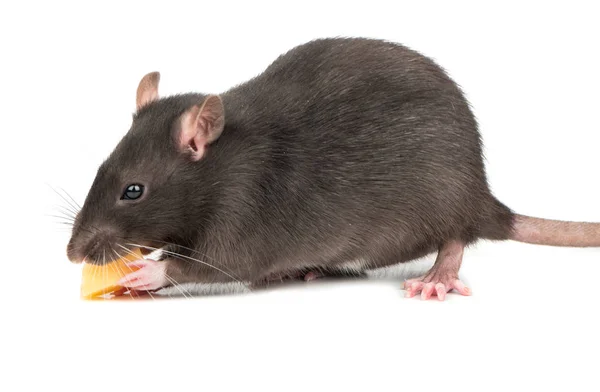 Junge Graue Ratte Frisst Käse Auf Weißem Hintergrund — Stockfoto