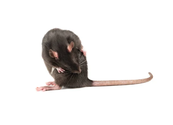 Niedliche Graue Ratte Wäscht Auf Weißem Hintergrund — Stockfoto