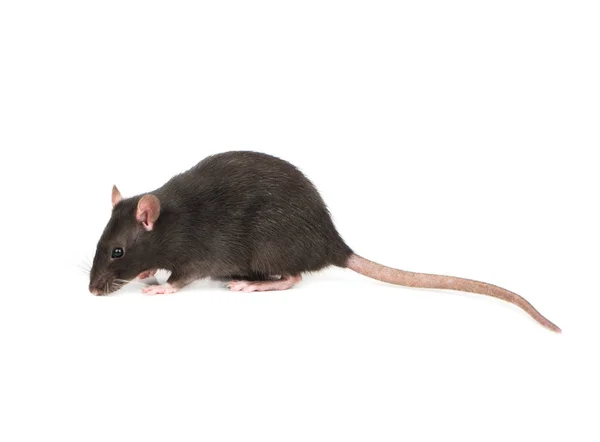 Ratte Schnüffelt Die Luft Auf Weißem Hintergrund — Stockfoto