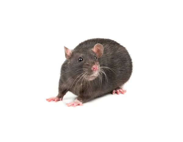 Niedliche Graue Ratte Isoliert Auf Weißem Hintergrund Nahaufnahme — Stockfoto