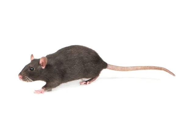 Lilla Grå Råtta Isolerad Vit Bakgrund — Stockfoto