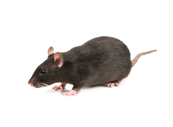 Крыса Нюхает Воздух Белом Фоне — стоковое фото
