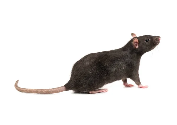 Крыса Нюхает Воздух Белом Фоне — стоковое фото