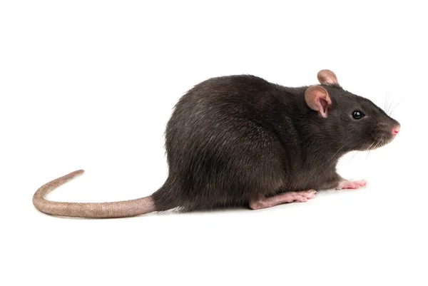 Bellissimo Ratto Grigio Isolato Sfondo Bianco — Foto Stock