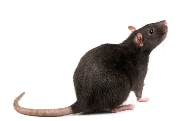 Bellissimo Ratto Grigio Isolato Sfondo Bianco — Foto Stock