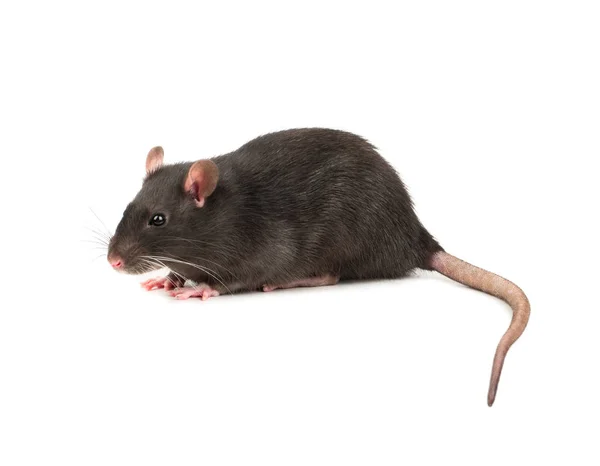 Gray Rat Sitting Closeup White Background — Stock Photo, Image