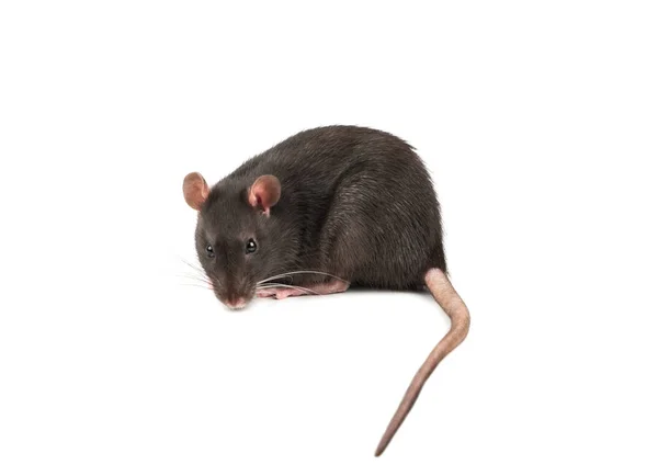 Vértes Ülő Fehér Alapon Szürke Patkány — Stock Fotó
