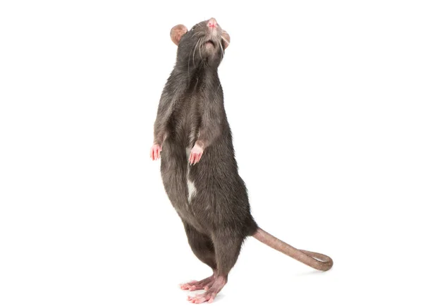 Szary Szczur Stojąc Tylnych Łapach Białym Tle — Zdjęcie stockowe