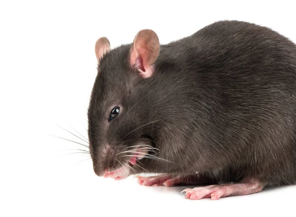 Gray Rat Licks Feet White Background Closeup — Stock Photo, Image