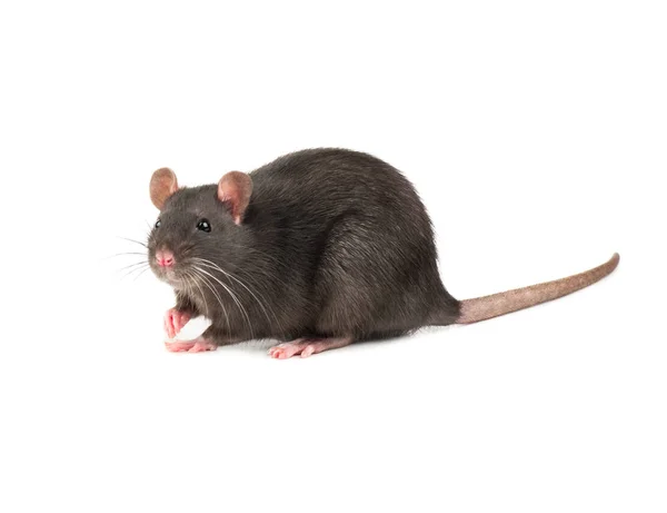 Ratte Schnüffelt Die Luft Auf Weißem Hintergrund — Stockfoto