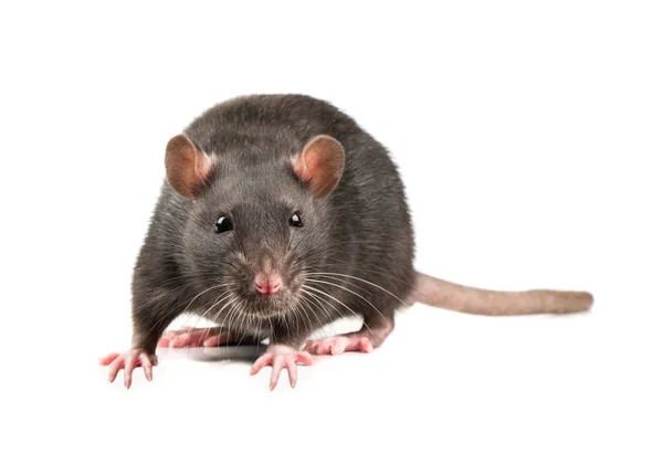 白色背景下的活性灰鼠 — 图库照片