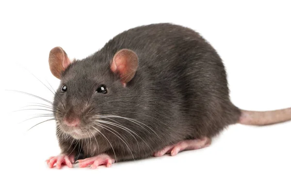 可爱的灰色大鼠特写白色背景 — 图库照片