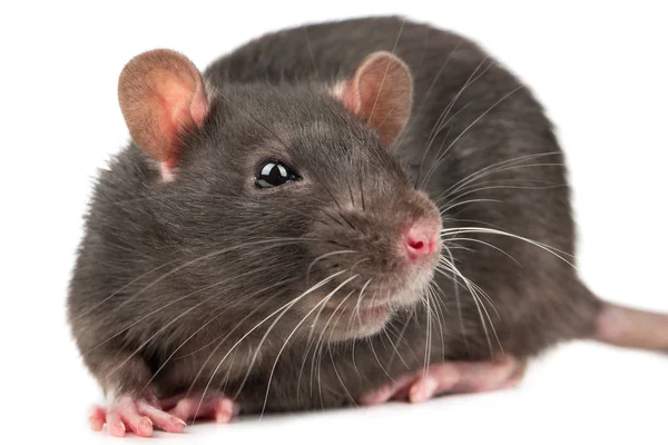 Glimlach Voor Een Close Van Grijze Rat Witte Achtergrond — Stockfoto