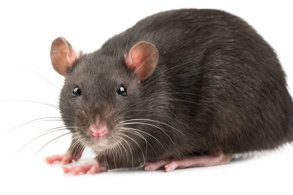 Cute Gray Rat Closeup White Background — Stock Photo, Image
