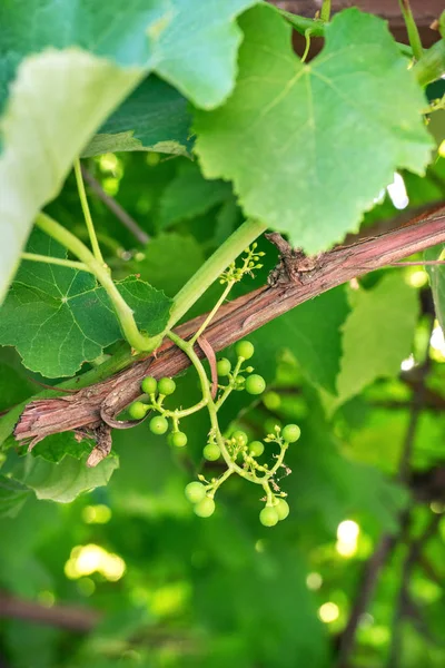 Branch Young Green Grapes Close Street — Stock Photo, Image