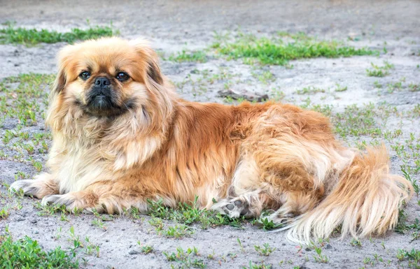 北京的狗躺在街上的草地上 — 图库照片