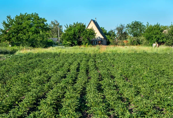 Rural house with a garden of green potato bushes