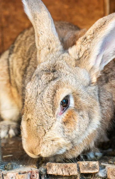 Portret Van Een Groot Huis Konijn Zijn Huis — Stockfoto