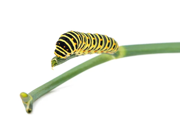 Piękne Mahaon Firmy Caterpillar Zieloną Gałąź Białym Tle — Zdjęcie stockowe