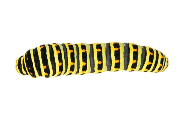 Firma Caterpillar Żółty Swallowtail Czarny Białym Białym Tle Widok Góry — Zdjęcie stockowe