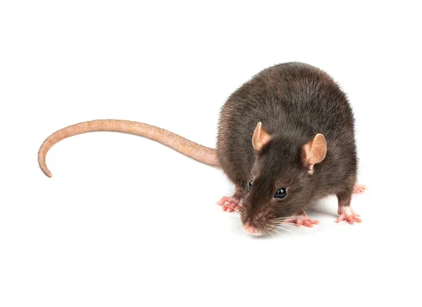 Grande Ratto Domestico Grigio Isolato Sfondo Bianco — Foto Stock