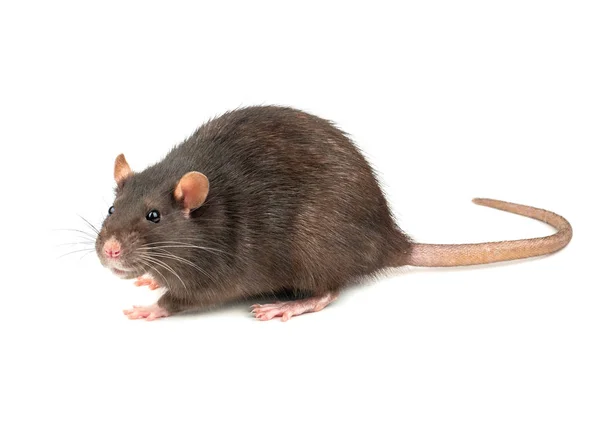 Dicke Graue Ratte Isoliert Auf Weißem Hintergrund — Stockfoto