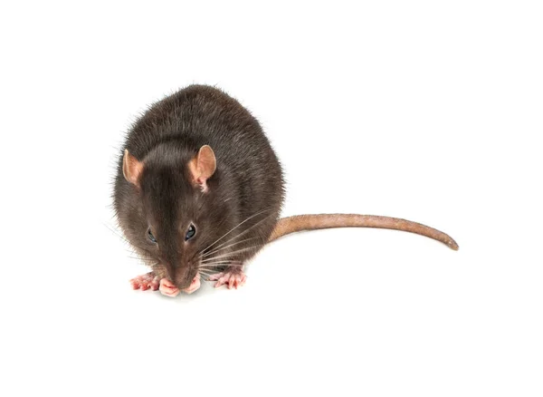 Grande Ratto Domestico Grigio Isolato Sfondo Bianco — Foto Stock