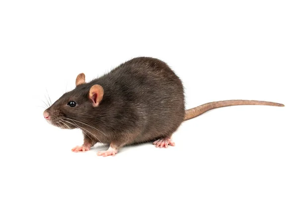 Большая Серая Крыса Белом Фоне — стоковое фото