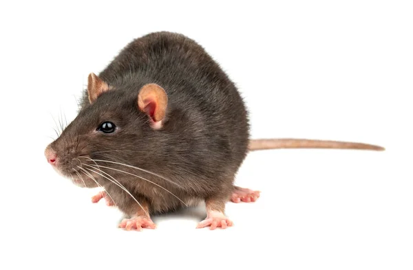Fette Graue Ratte Isoliert Auf Weißem Hintergrund Nahaufnahme — Stockfoto