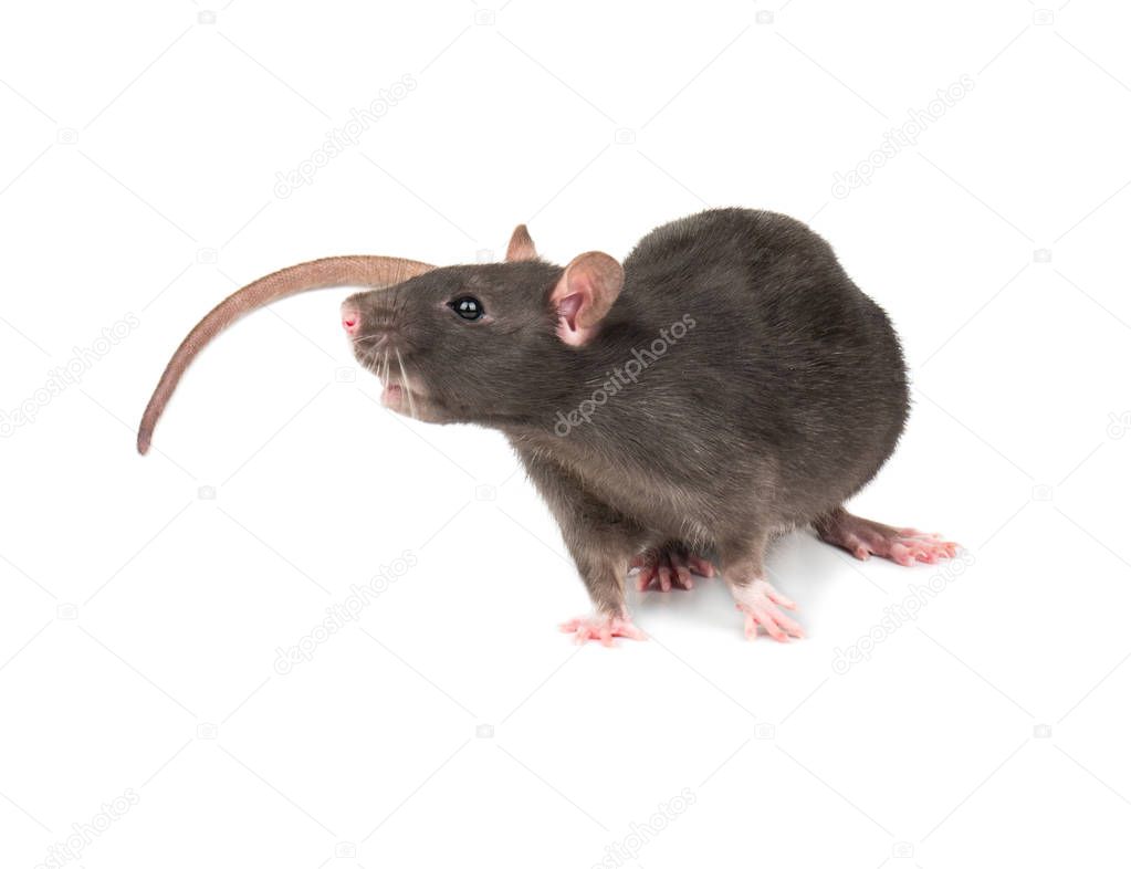 Beautiful gray rat isolated on white background