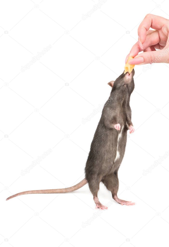 Woman feeds the grey rat a piece of cheese on white background