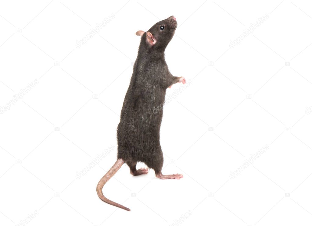 Gray rat standing on hind legs on white background