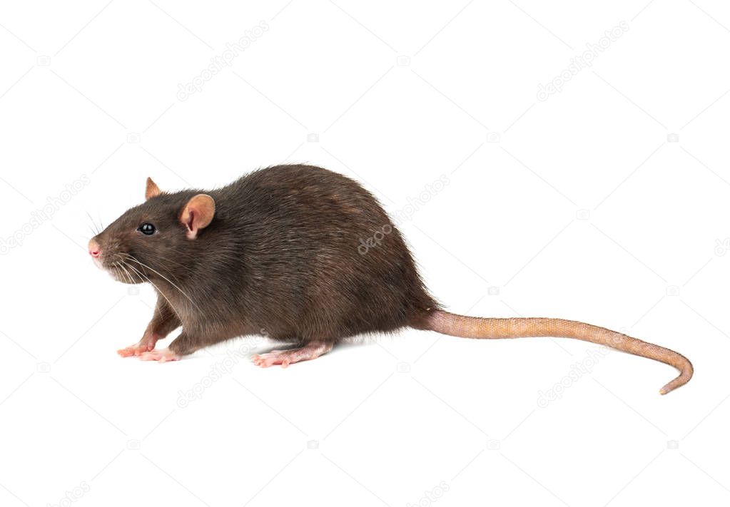 Large grey pet rat isolated on white background