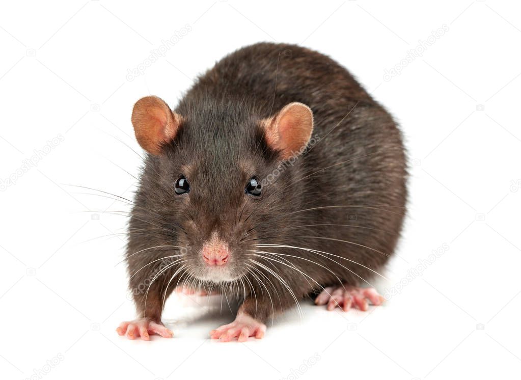 Fat grey rat isolated on white background close up