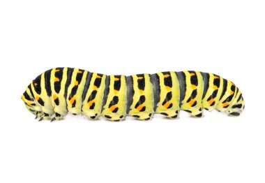 Beyaz arka plan üzerinde izole sarı siyah swallowtail tırtıl