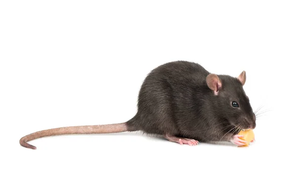 Rat Mange Fromage Tient Dans Les Pattes Sur Fond Blanc — Photo