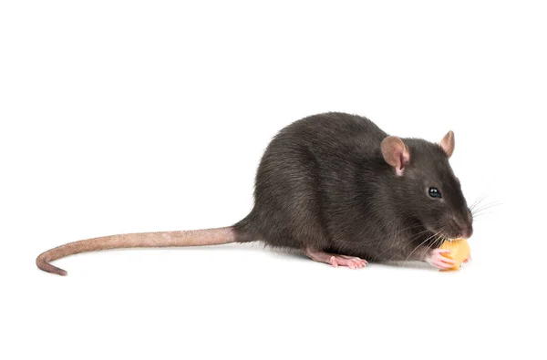 Rat Eet Kaas Scheepsruimen Poten Een Witte Achtergrond — Stockfoto