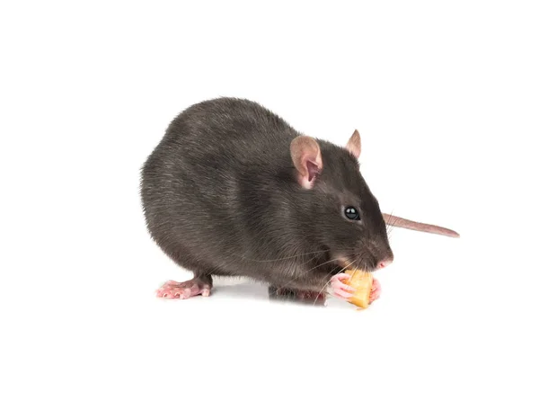 Mooie Grijze Rat Bijt Een Stuk Kaas Witte Achtergrond — Stockfoto