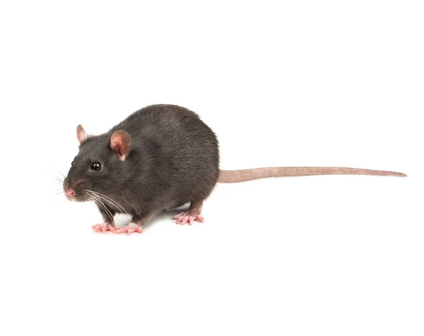 白い背景に分離された美しい灰色ネズミ — ストック写真