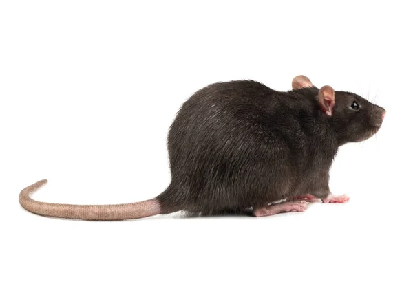 Gray Rat Stands Four Legs White Background — Stock Photo, Image