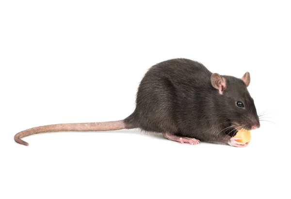 Rat Eats Cheese Holds Paws White Background — Stock Photo, Image