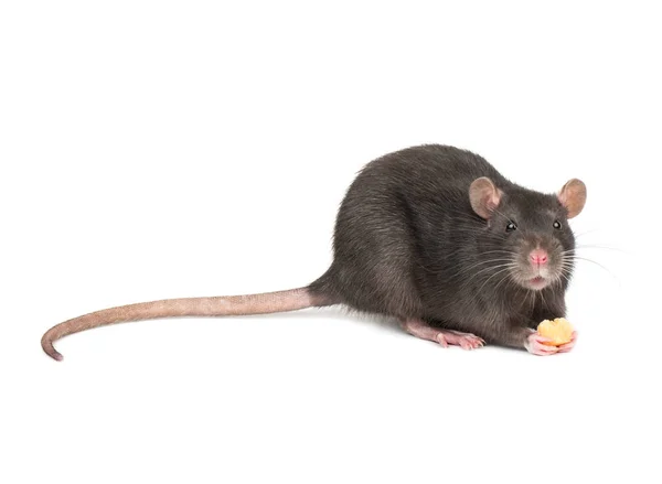 Rata Gris Sosteniendo Patas Trozo Queso Sobre Fondo Blanco — Foto de Stock