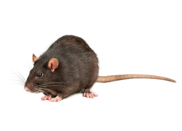 Stora Grå Sällskapsdjur Råtta Isolerad Vit Bakgrund — Stockfoto