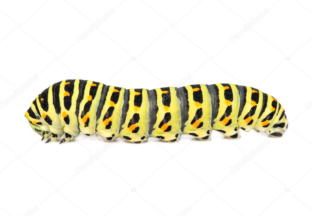 Yellow black swallowtail caterpillar isolated on white background