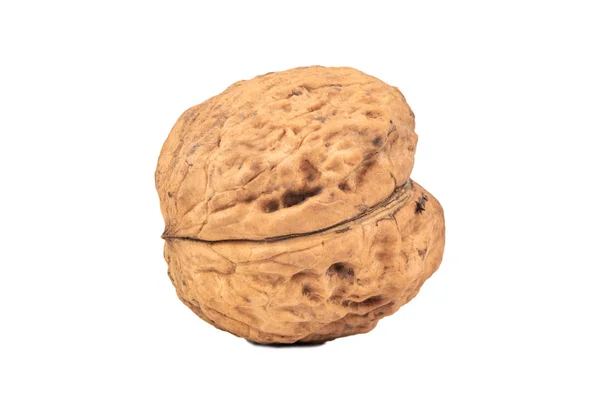 Large walnut isolate — Stock Photo, Image