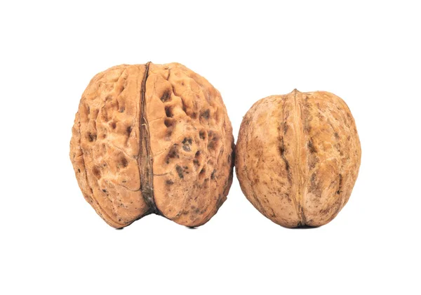 Большой и маленький грецкий орех — стоковое фото