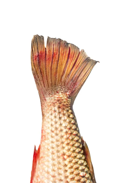 Coda di pesce pelengas — Foto Stock