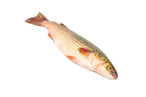 Färska pelengas fisk — Stockfoto